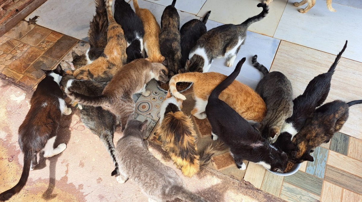 Foto 4 de 7 — ONG de Araraquara pede votos para salvar abrigo com mais de 120 gatos